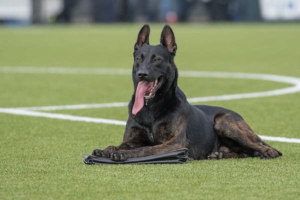 knpv dutch shepherd | BELGIAN MALINOIS BREEDER