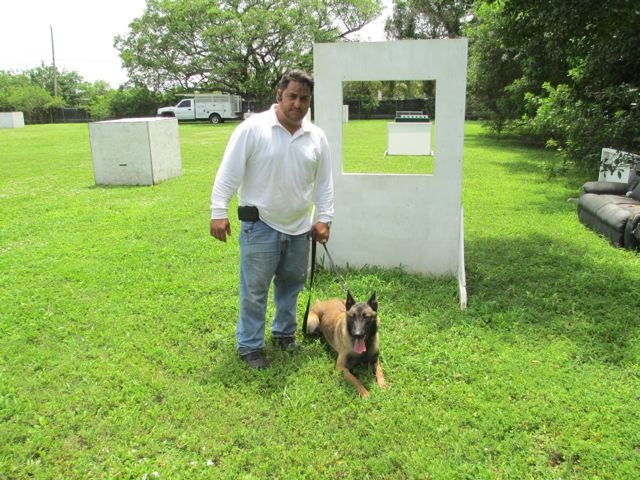 sold personal protection belgian malinois