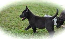 Black Belgian Malinois puppy