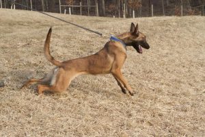 Belgian Malinois female